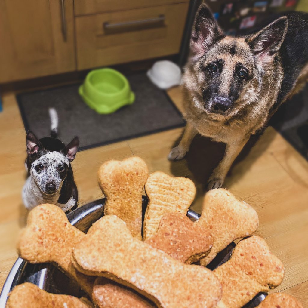Homemade Chicken and Cheese Dog Treats Waggle Mail