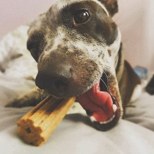 Waggle Mail - Dog Subscription Box- Bruno with Treat