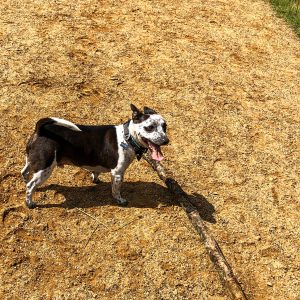 waggle mail dog subscription dog walking image