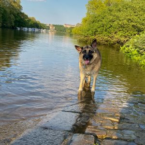 waggle mail dog subscription dog walking image