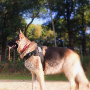 waggle mail dog subscription dog walking image