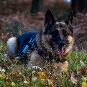 waggle mail dog subscription dog walking image