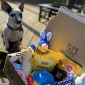 Dog with Puppy Gift Box