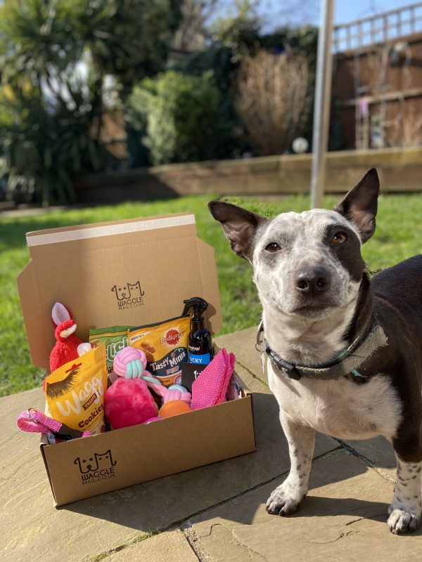 Small Dog Subscription Box