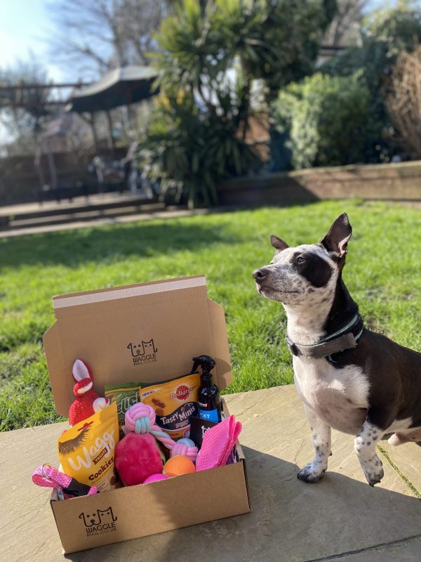 small dog subscription box