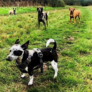 waggle mail dog subscription dog walking image