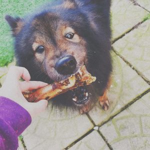 Dog eating Treat